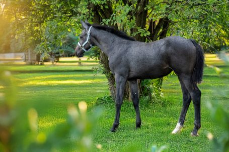 Pferdefotografie Allgäu Fohlen Pferd Natur - Caro's Fotostüble