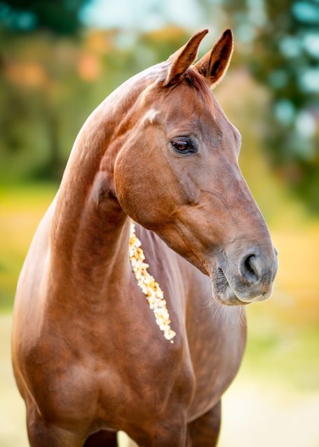 Pferdefotografie Allgäu Kohlfuchs Pferd Herbst Caro's Fotostüble