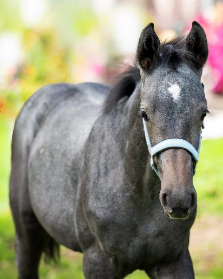 Pferdefotografie Allgäu Fohlen Pferd Natur Caro's Fotostüble