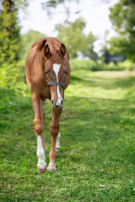 Pferdefotografie Allgäu Fohlen Pferd Natur Caro's Fotostüble