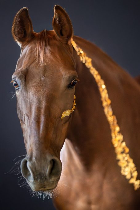 Pferdefotografie Allgäu Kohlfuchs Pferd Studio Blattgold Caro's Fotostüble