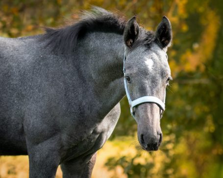 Pferdefotografie Allgäu Fohlen Pferd Natur - Caro's Fotostüble